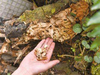 長安白蟻滅治所就來給你講講為什么冬天白蟻很少