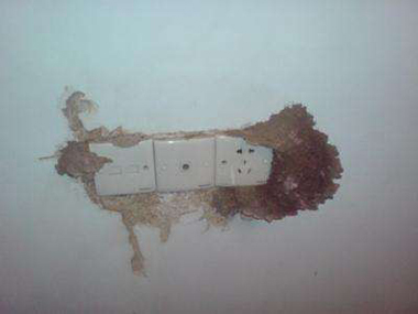 石龍預(yù)防白蟻所白蟻危害的常見(jiàn)部位有哪些