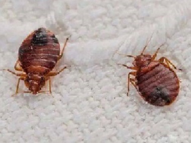 莞城四害消殺中心6種方法助你徹底肅清臭蟲