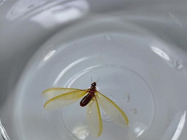 石碣預(yù)防白蟻公司洪澇過后白蟻為什么危害嚴(yán)重