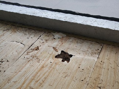 發(fā)現(xiàn)白蟻危害千萬不能驚動它！