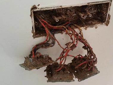 長安白蟻消殺，有白蟻危害電線怎么辦