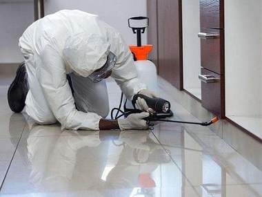 東莞白蟻防治公司哪家好？上門治白蟻多少錢