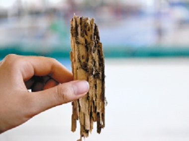 白蟻出現(xiàn)在家里，噴藥能解決根本問題嗎？