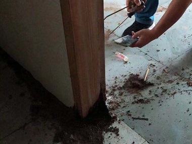 東城白蟻防治所——消殺白蟻的有效藥物及使用方法