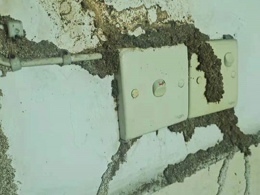 大朗白蟻消殺站除白蟻?zhàn)詈?jiǎn)單有效的方法