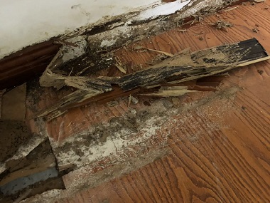 莞城白蟻消殺機(jī)構(gòu)“白蟻”入侵,能用殺蟲劑嗎？