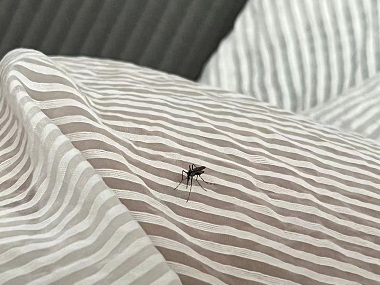 鳳崗有害生物控制所教你3個(gè)方法夏季有效預(yù)防蚊子